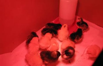chicks006.jpg chicks006.jpg
