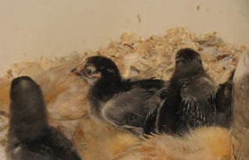 chicks005-1.jpg chicks005-1.jpg