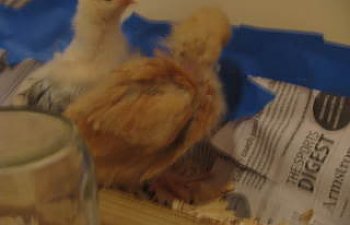 chicks025.jpg chicks025.jpg