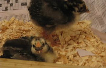 chicks026.jpg chicks026.jpg