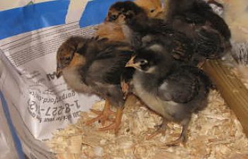 chicks030.jpg chicks030.jpg