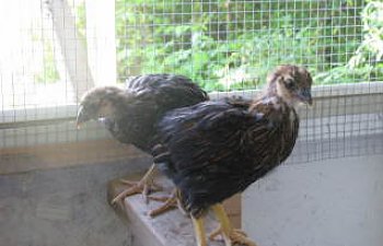 newchickenpics001.jpg newchickenpics001.jpg