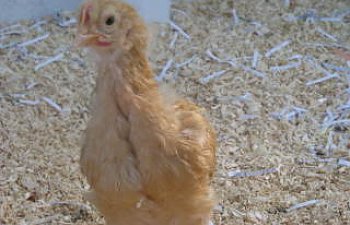 newchickenpics005.jpg newchickenpics005.jpg