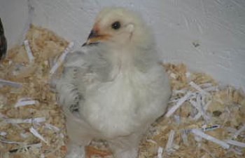 newchickenpics013.jpg newchickenpics013.jpg