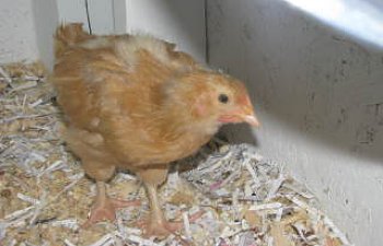 newchickenpics014.jpg newchickenpics014.jpg