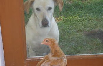 newchickenpics017.jpg newchickenpics017.jpg
