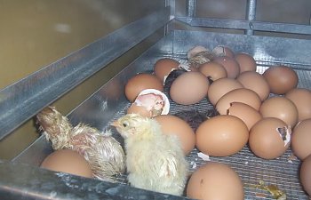 June32010Hatching025.jpg