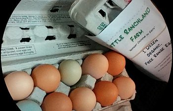 Your Backyard Egg Sales (Marketing and Branding)