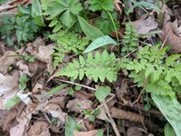 fern thing.jpg