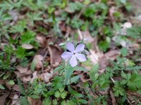 phlox 2.jpg