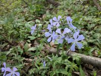Phlox bunch.jpg