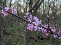 redbud blooms.jpg