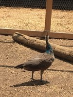 IMG_0467.JPG