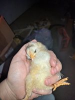 IMG_20180510_081025.jpg