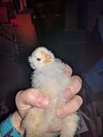 IMG_20180510_080954.jpg