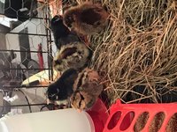 Chicks 4.jpg