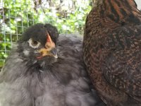 20180510_100818.jpg 20180510_100818.jpg