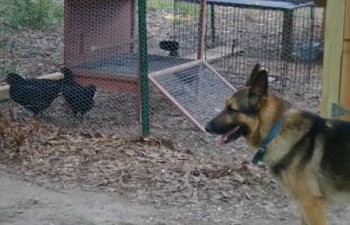 Rex-on-guard2.jpg