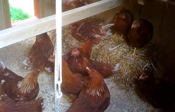 chickens-in-coop.JPG