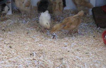 chicks032.jpg chicks032.jpg