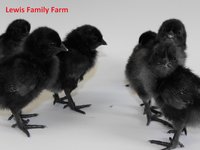 Picture 10 Ayam Cemani Chicks LFF.jpg