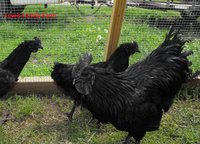 Picture A Main Ayam Cemani Rooster (3).jpg