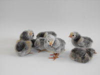 5-11-18, Silver Lace Orphington Chicks (3).JPG
