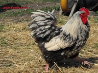 A Main Silver Lace Orphington Rooster LFF.jpg