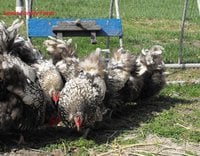 C Silver Lace Orphington Flock LFF.jpg