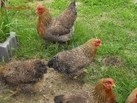 2 Bielefelder Flock LFF.jpg
