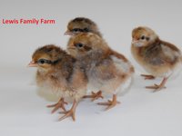 6 Bielefelder Chicks LFF.jpg