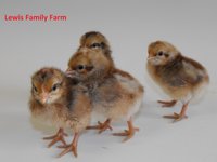 7 Bielefelder Chicks LFF.jpg