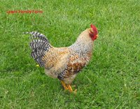 1 Main Bielefelder Rooster LFF.jpg