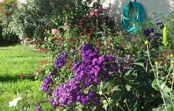100_1005.jpg 100_1005.jpg