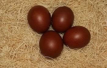 cbmpulleteggs2008.jpg