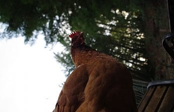 Chickencharmer's Flock