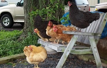 My Chickens 2