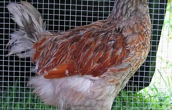 Web-Perkins---blue-roo.jpg Web-Perkins---blue-roo.jpg