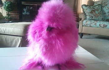 72742_pink_chicken.jpg 72742_pink_chicken.jpg