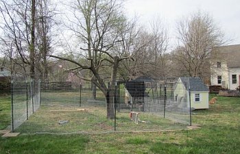 72742_peacock_chicken_villiage_003.jpg