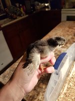20180509_220823.jpg