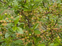 DSCN0778.JPG
