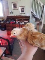 20180507_163510.jpg