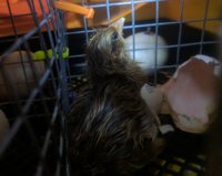 SC5 first baby out.jpg