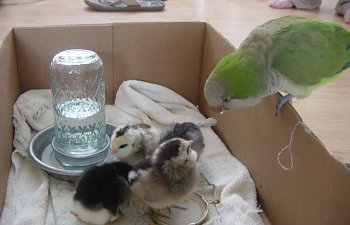35chickens031.jpg 35chickens031.jpg