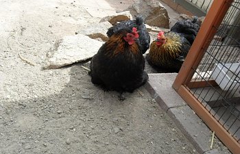 bockbock011.jpg bockbock011.jpg