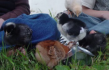 diversityatthefeeder.jpg diversityatthefeeder.jpg