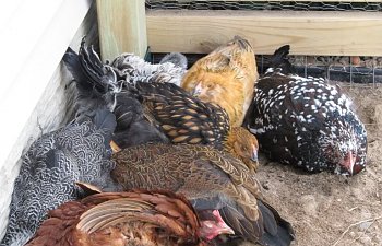 chicken2011002.jpg chicken2011002.jpg
