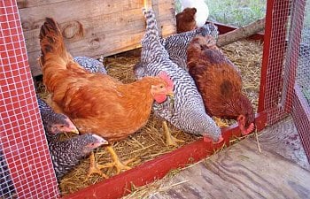 Web-Chickens-at-door.jpg