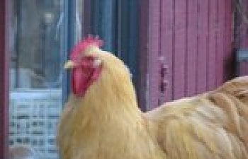 th_IMG_0892.jpg th_IMG_0892.jpg